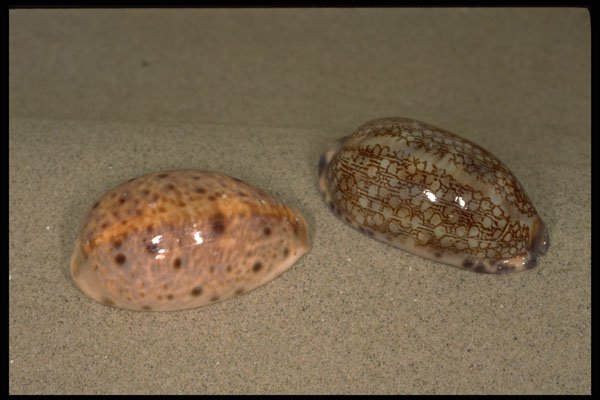 355071 Lynx And Eglantine Cowries (Cypraea Lynx & C. Eglantina) A4 Photo Print