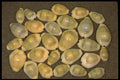 355072 Money Cowrie (Cypraea Moneta) A4 Photo Print