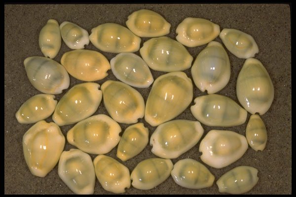 355072 Money Cowrie (Cypraea Moneta) A4 Photo Print
