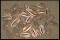 355073 Narrow Marginella (Cryptospira Angustata) A4 Photo Print