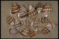 355074 Nassarius Stolatus A4 Photo Print