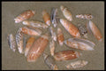 355076 Olives A4 Photo Print