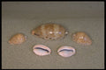 355077 Ocellate And Thick edged Cowries A4 Photo Print