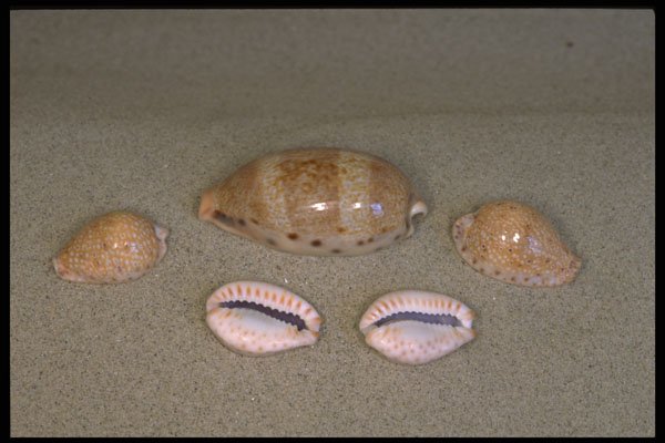 355077 Ocellate And Thick edged Cowries A4 Photo Print