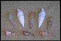 355078 Pacific Shells A4 Photo Print