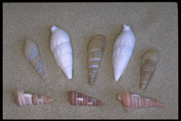 355078 Pacific Shells A4 Photo Print