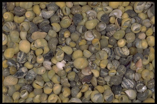 355079 Periwinkles A4 Photo Print