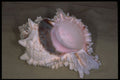 355080 Pink Murex (Murex Erythrostomus) A4 Photo Print