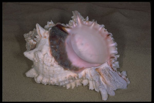 355080 Pink Murex (Murex Erythrostomus) A4 Photo Print