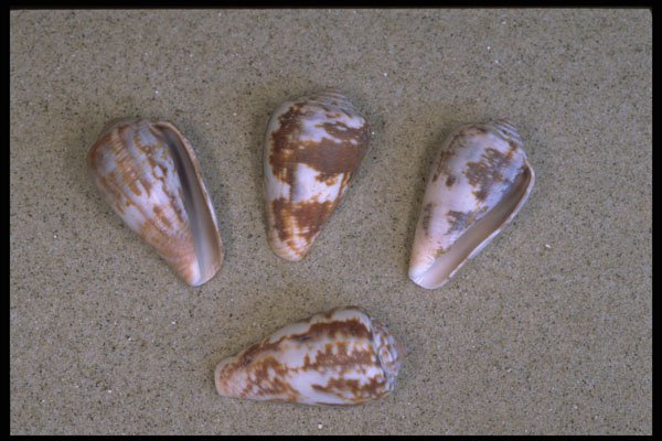 355081 Rat Cone (Conus Rattus) A4 Photo Print