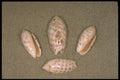 355083 Red mouthed Olive (Oliva Miniacea) A4 Photo Print
