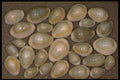 355084 Ring Cowrie (Cypraea Annulus) A4 Photo Print