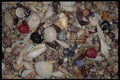 355085 Shells Of The Caribbean And Pacific A4 Photo Print