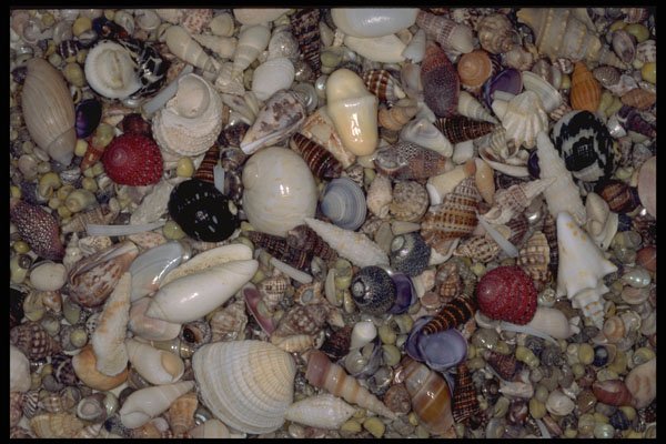 355085 Shells Of The Caribbean And Pacific A4 Photo Print