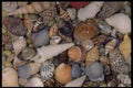 355086 Shells Of The World A4 Photo Print