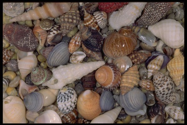 355086 Shells Of The World A4 Photo Print