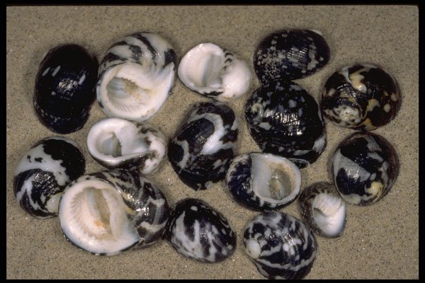 355087 Slipper Winkles (Nerita Sp.) A4 Photo Print