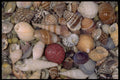 355088 Small Shells A4 Photo Print