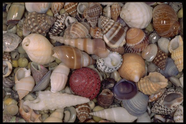 355088 Small Shells A4 Photo Print