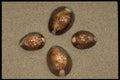 355089 Snake's Head Cowrie (Cypraea Caputserpentis) A4 Photo Print