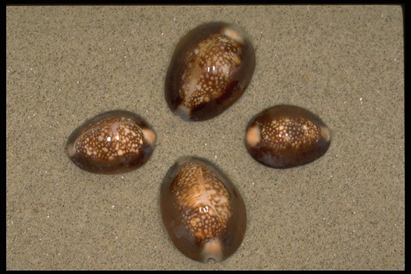 355089 Snake's Head Cowrie (Cypraea Caputserpentis) A4 Photo Print