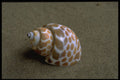 355091 Spiral Babylon (Babylonia Spirata) A4 Photo Print