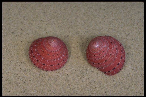 355092 Strawberry Top (Clanculus Puniceus) A4 Photo Print
