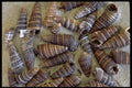 355096 Telescope Shells (Telescopium Telescopium) A4 Photo Print