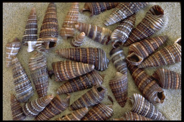355096 Telescope Shells (Telescopium Telescopium) A4 Photo Print