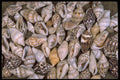 355097 Tiny Shells A4 Photo Print