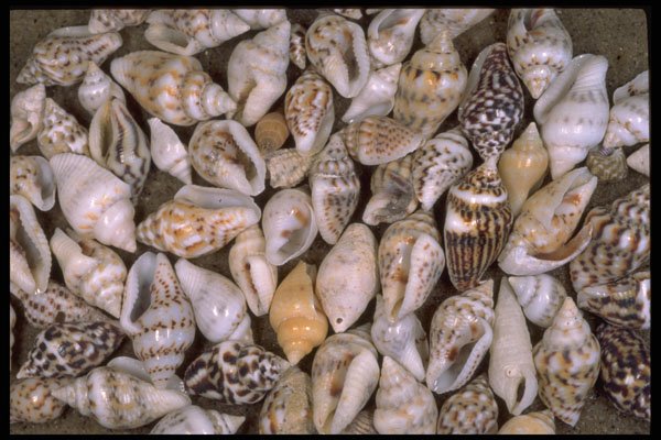 355097 Tiny Shells A4 Photo Print