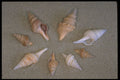 355098 Turrids A4 Photo Print