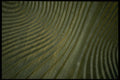 356012 Green Sculpted Wood A4 Photo Print