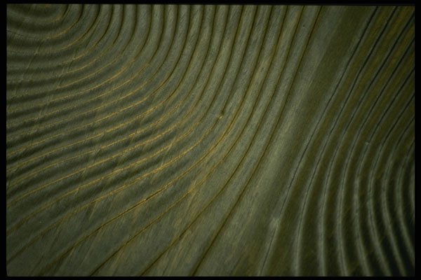356012 Green Sculpted Wood A4 Photo Print