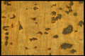 356015 Cork Veneer A4 Photo Print