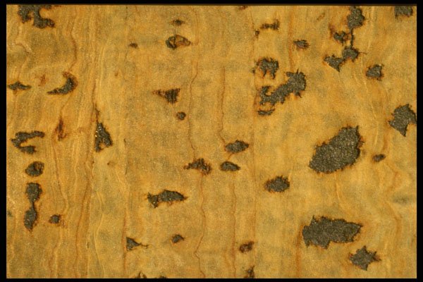 356015 Cork Veneer A4 Photo Print
