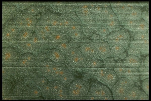 356049 Cell Glaze A4 Photo Print