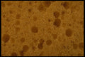 356050 Bath Sponge A4 Photo Print