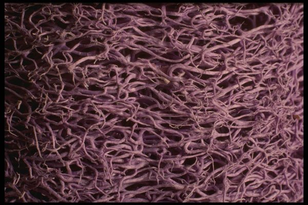 356063 Purple Loofah A4 Photo Print