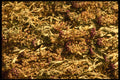356078 Dried Flowers A4 Photo Print