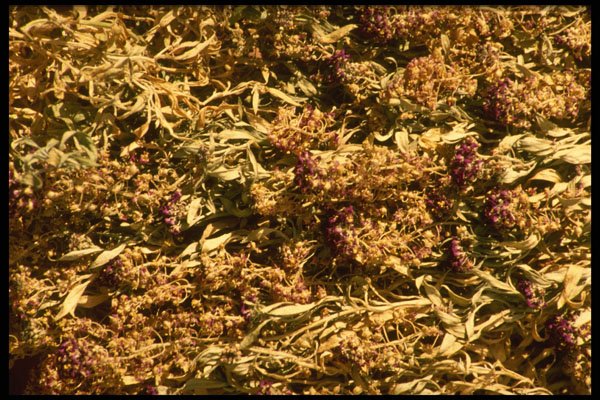 356078 Dried Flowers A4 Photo Print