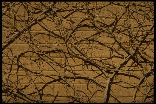 356079 Creepy Vines A4 Photo Print