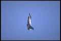 359038 General Dynamics F 16C Fighting Falcon, U.S. Air Force A4 Photo Print