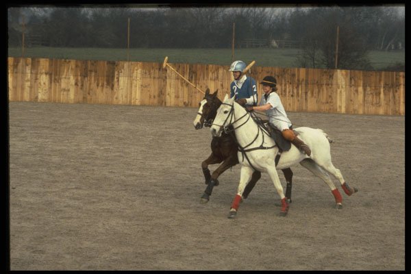 361026 Trish Williamson White Shirt, Gray Pony A4 Photo Print