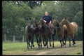361081 Royal Berks Polo Club, Polo Ponies Being Exercised A4 Photo Print
