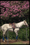 361082 Guards Polo Club, Polo Pony A4 Photo Print