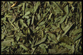362000 Tarragon Leaves A4 Photo Print
