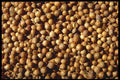 362001 Whole Coriander Seeds A4 Photo Print