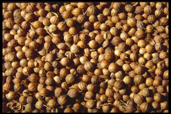 362001 Whole Coriander Seeds A4 Photo Print