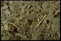 362002 Eucalyptus Leaves A4 Photo Print